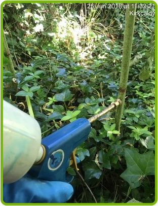 Stem-injection-image1