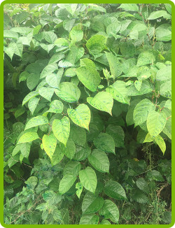 Herbicide-image2