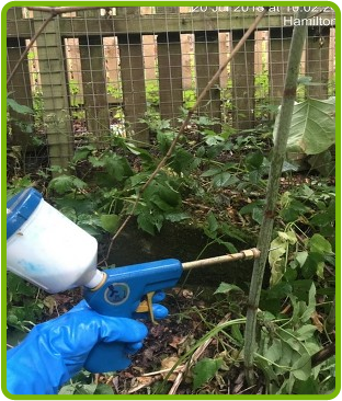 Stem-injection-image