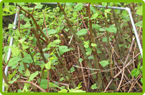 Japanese Knotweed plants