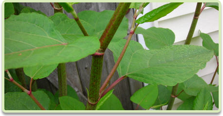 Japanese Knotweed leaves