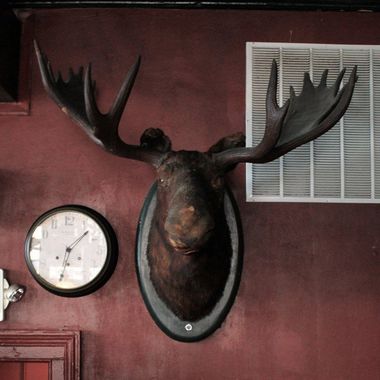 Wilbur The Moose
