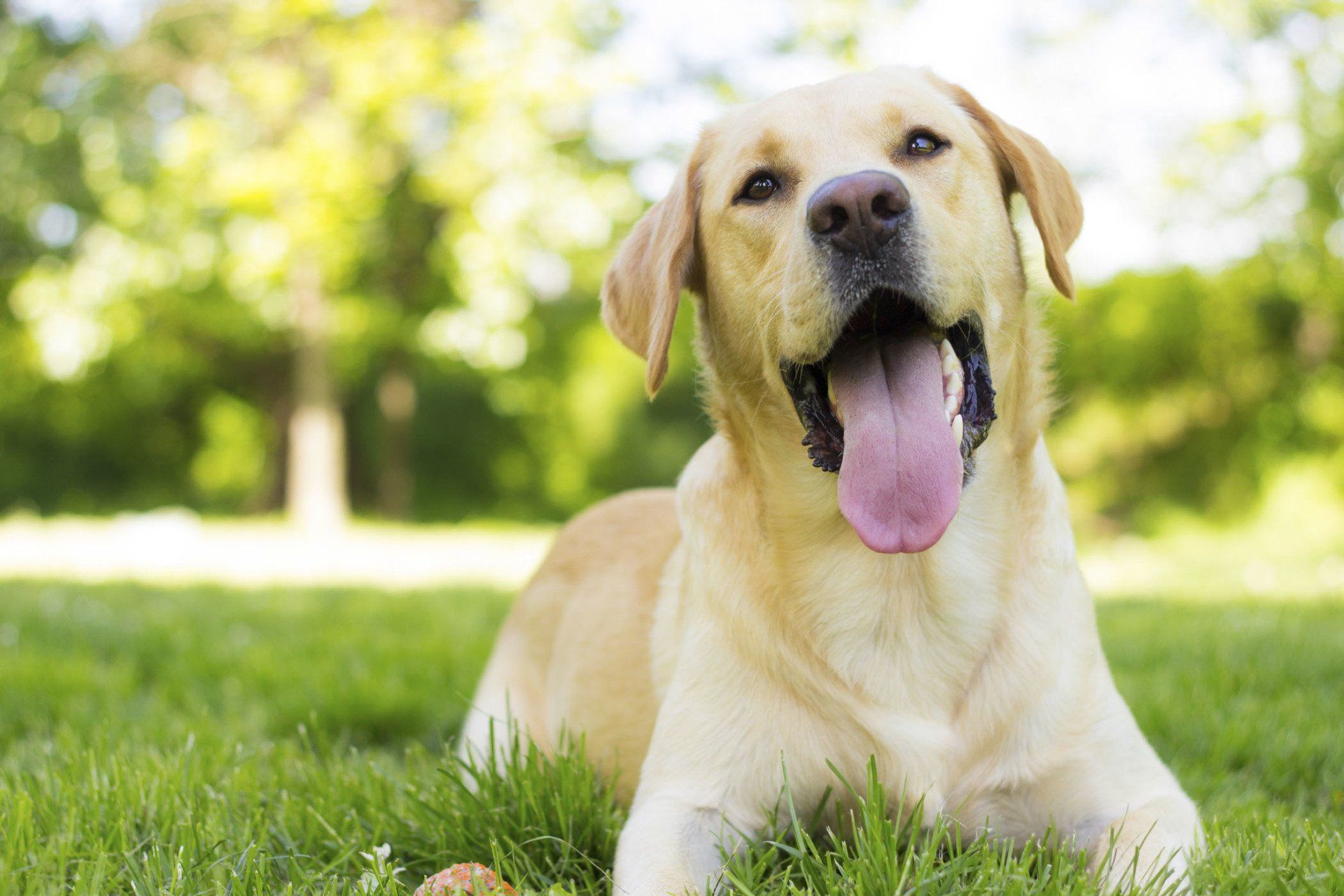Dog with a friendly smile