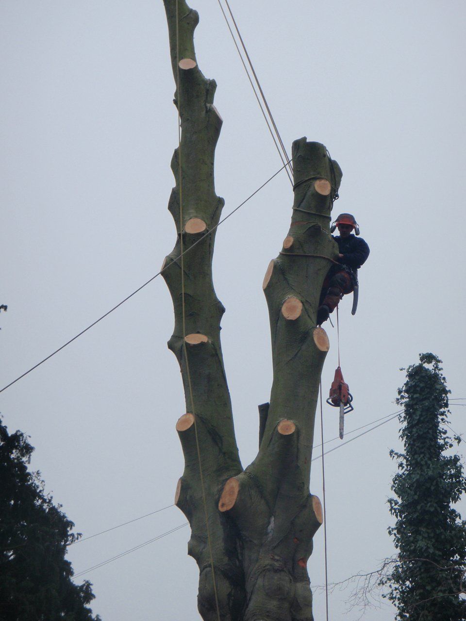 tree services