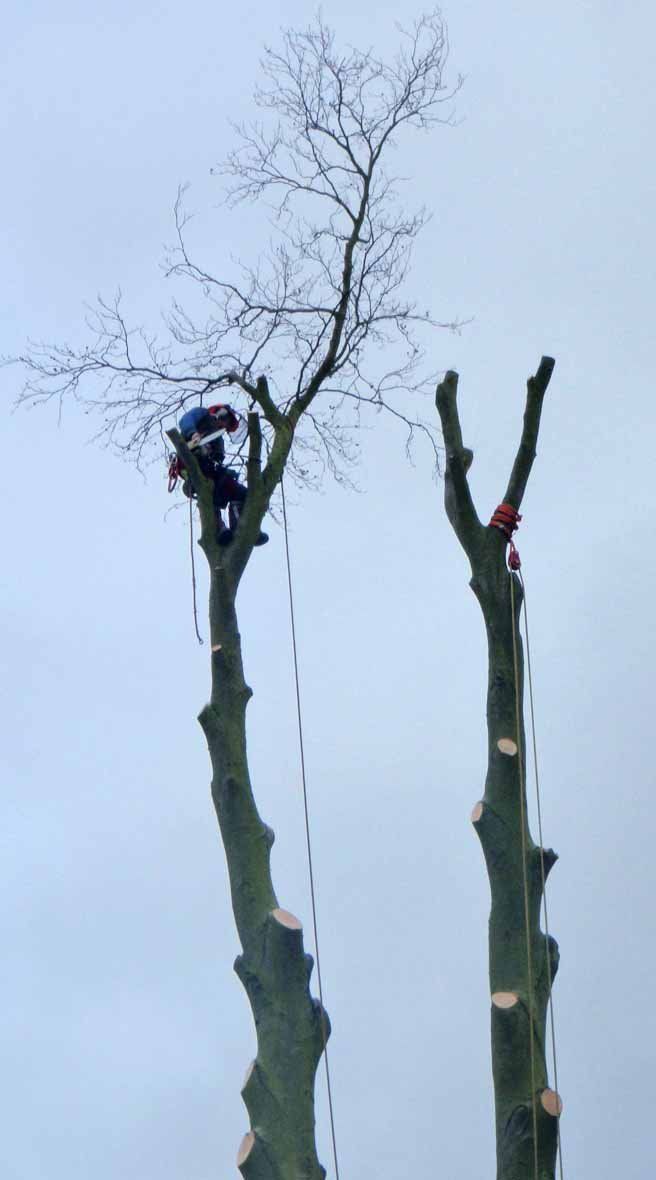 tree surgery