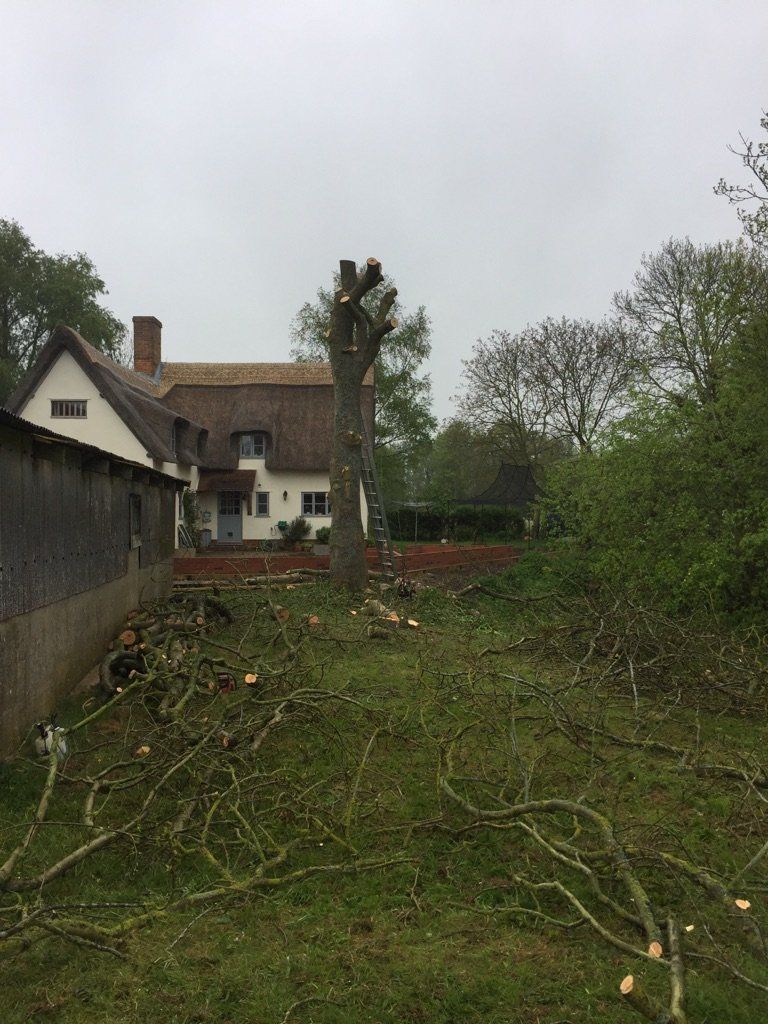 tree cutting