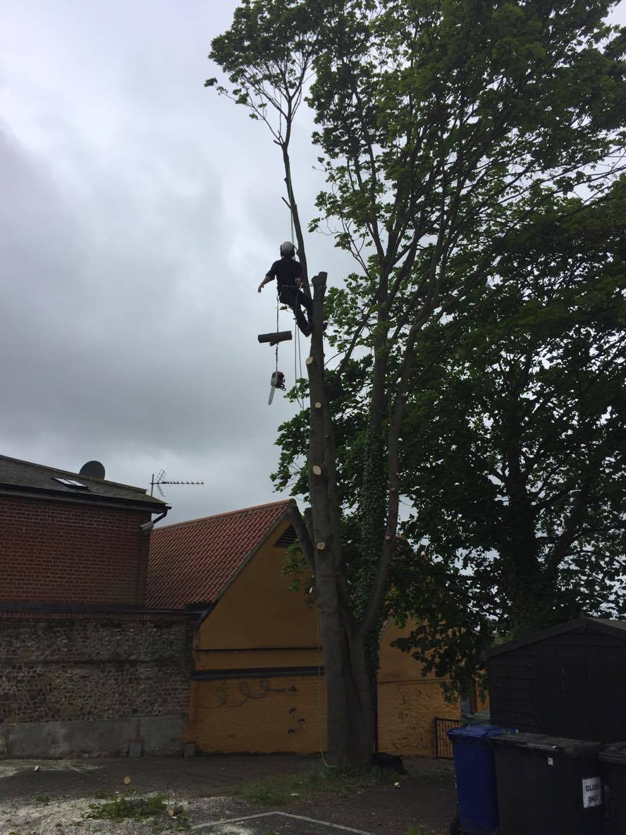 tree work