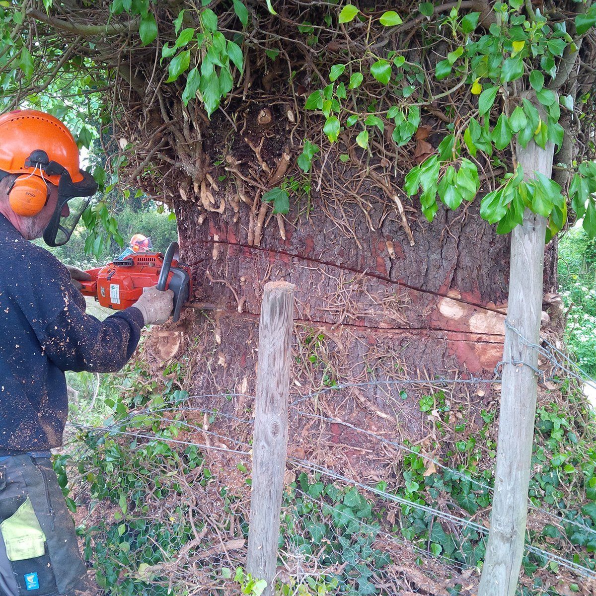 tree services