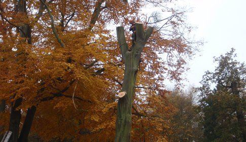 dry leaves tree