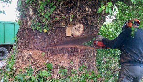 tree cutting