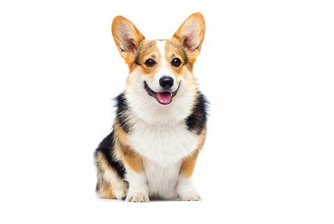 Corgi Dog — Natick, MA — Pet World Corgi Dog — Natick, MA — Pet World