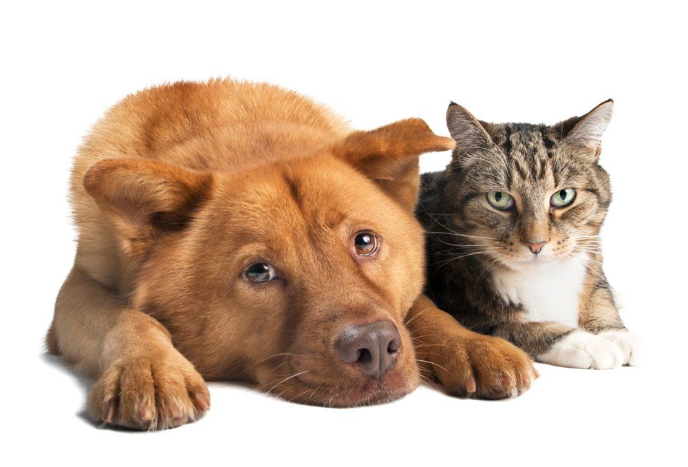 Dog and Cat — Natick, MA — Pet World Dog and Cat — Natick, MA — Pet World
