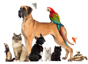 Pet for Home — Natick, MA — Pet World Pet for Home — Natick, MA — Pet World