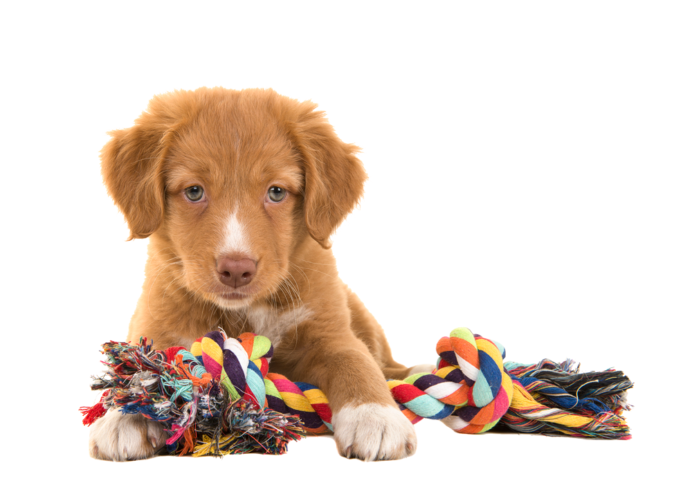 Dog Toys — Natick, MA — Pet World Dog Toys — Natick, MA — Pet World