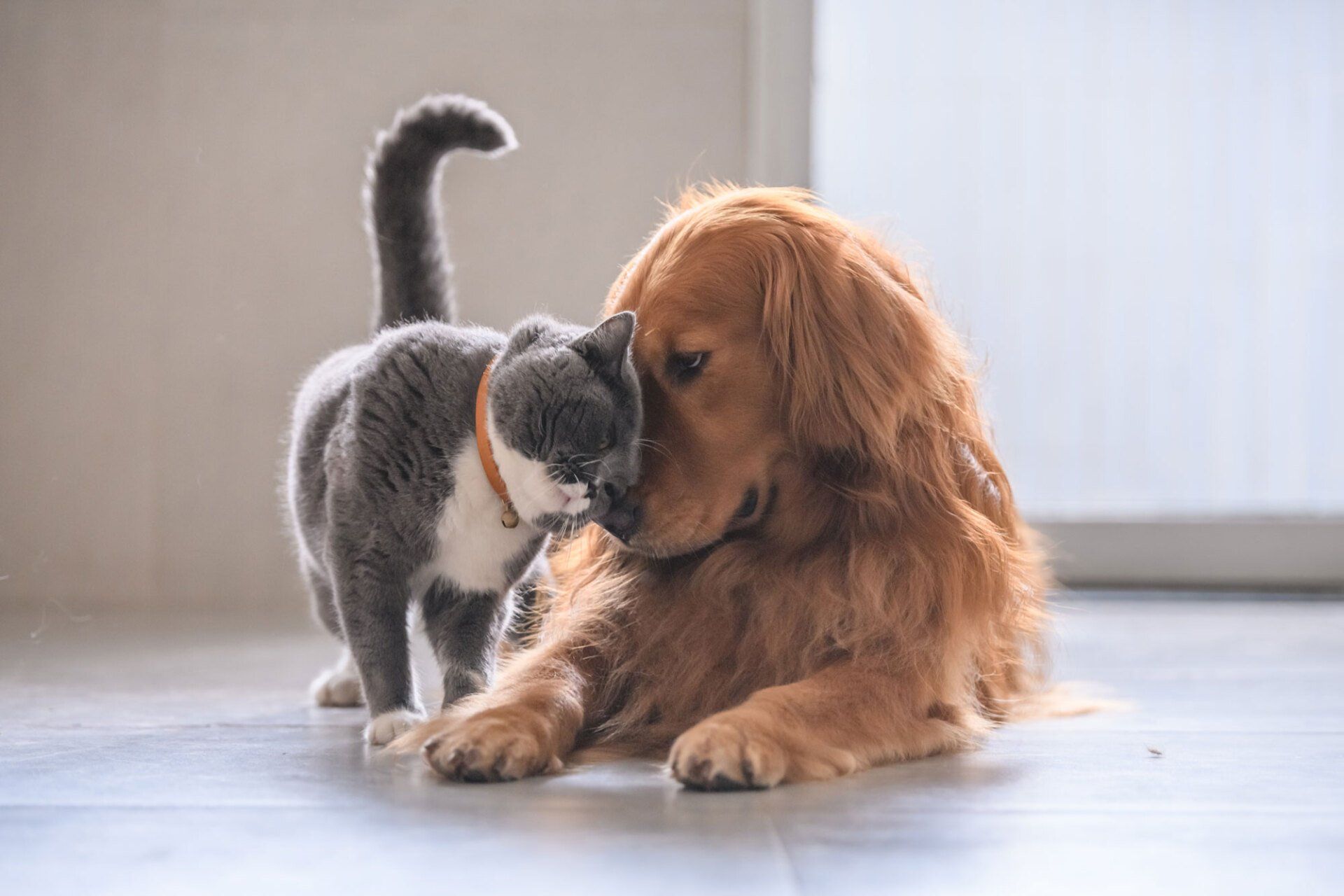 British Cat And Golden Retriever — Natick, MA — Pet World