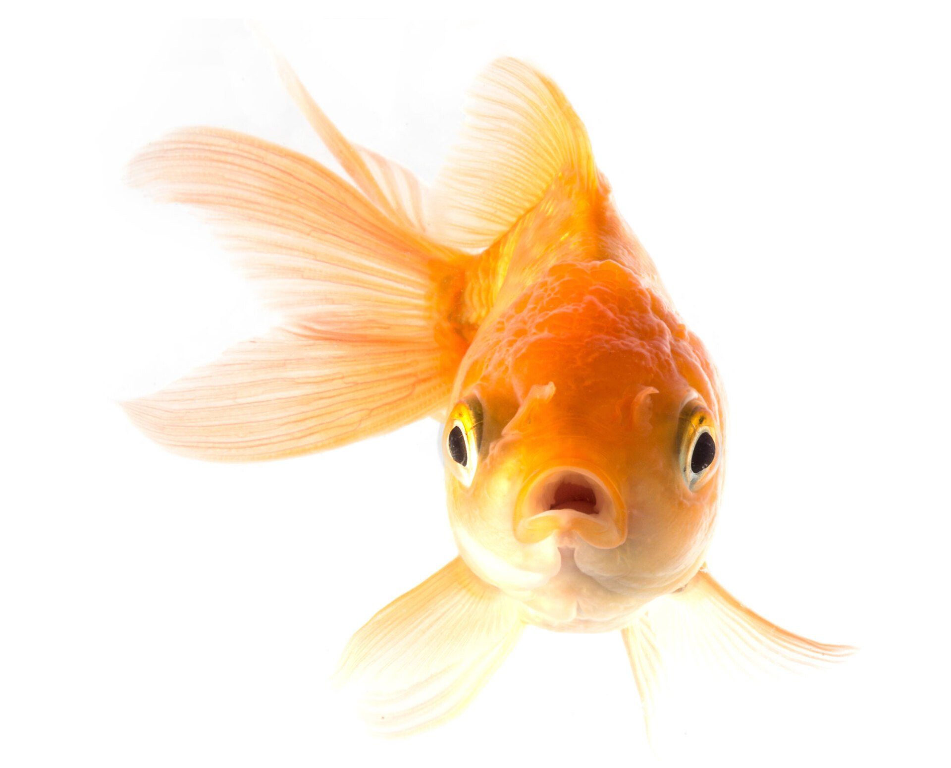 Goldfish — Natick, MA — Pet World Goldfish — Natick, MA — Pet World