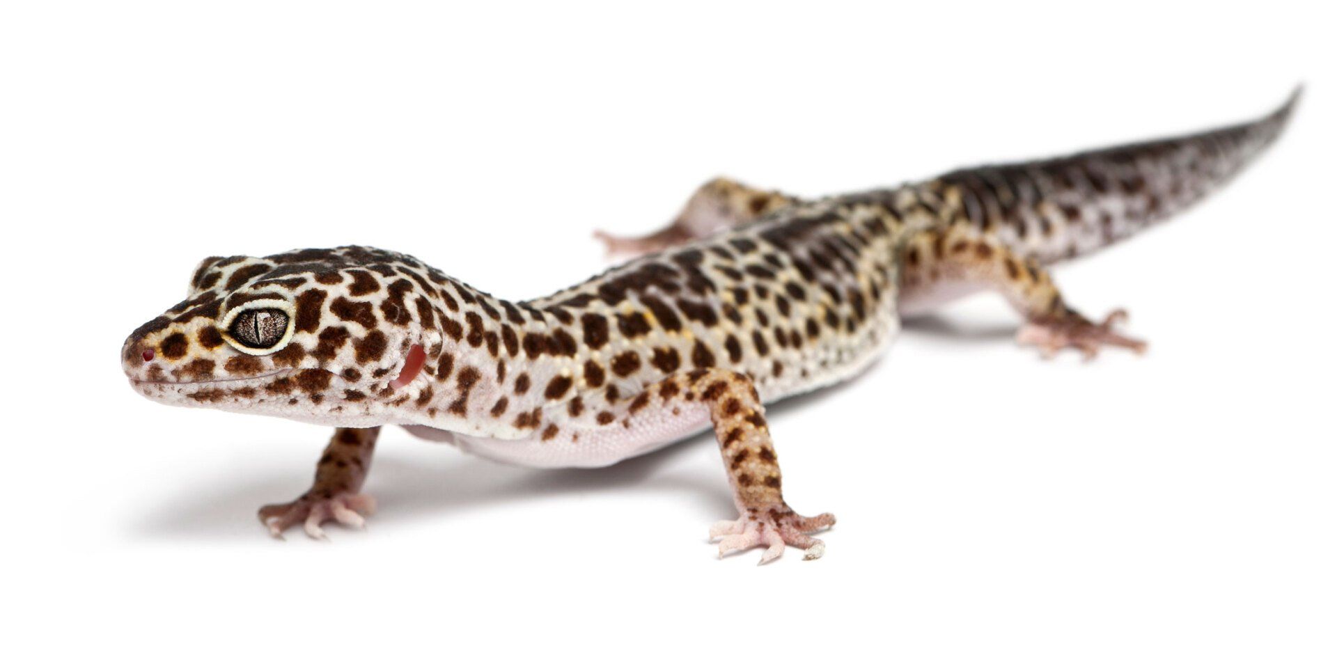 Leopard Gecko — Natick, MA — Pet World