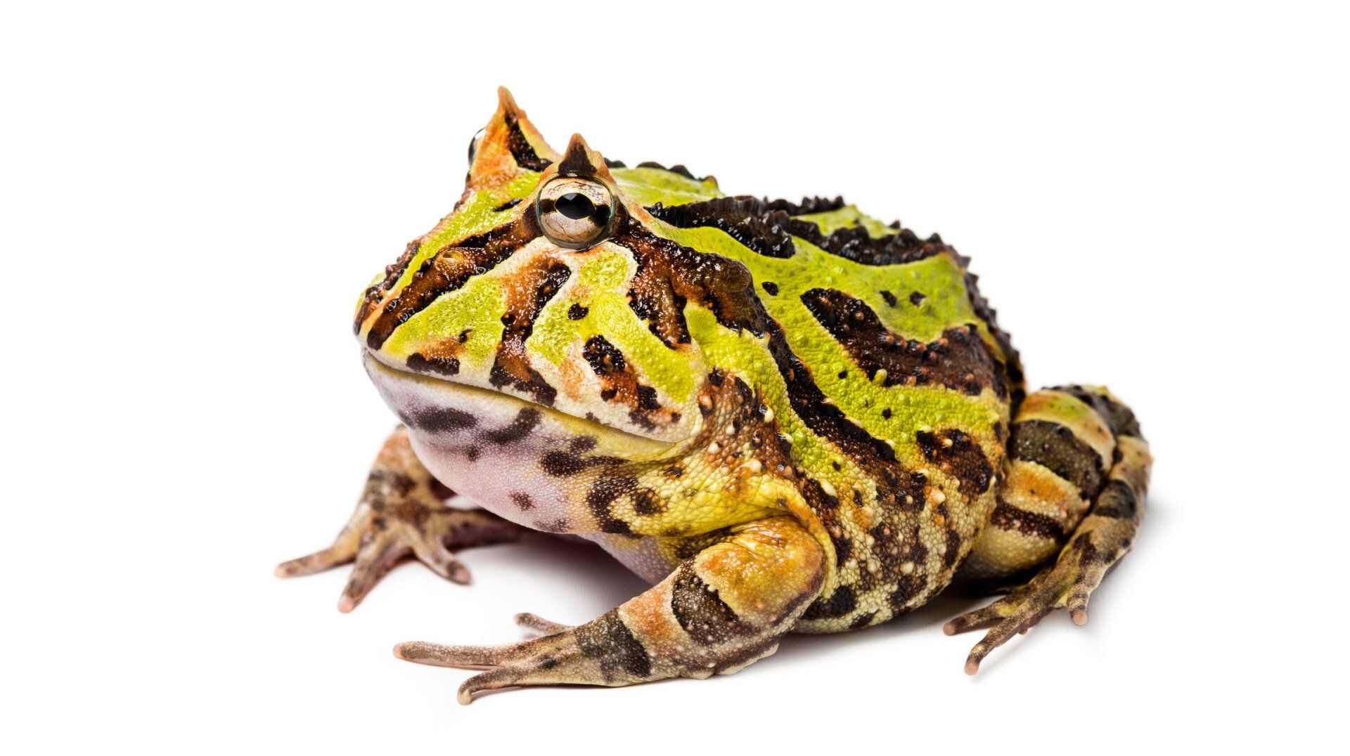 Pac-Man Frog — Natick, MA — Pet World