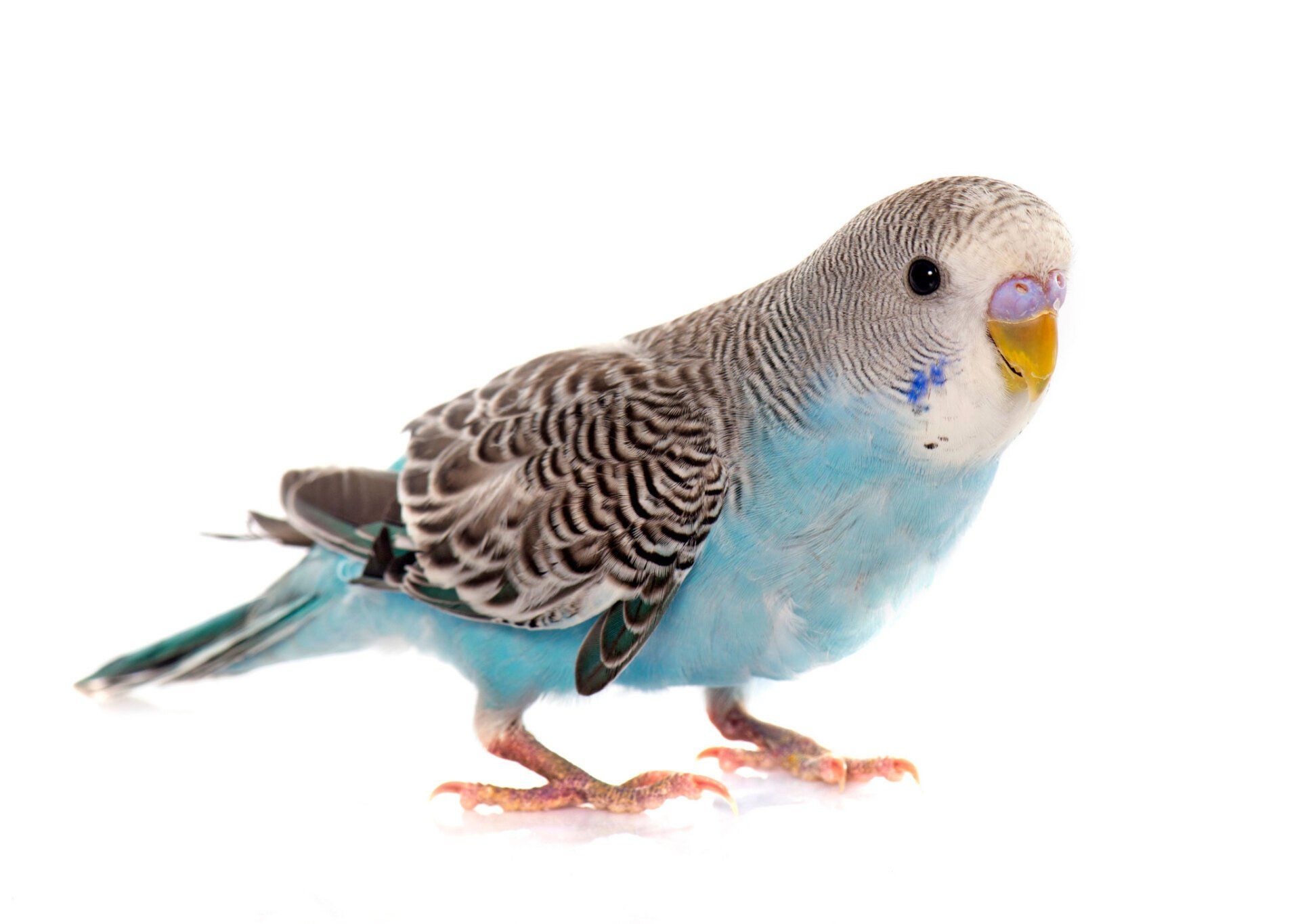 Parakeet — Natick, MA — Pet World