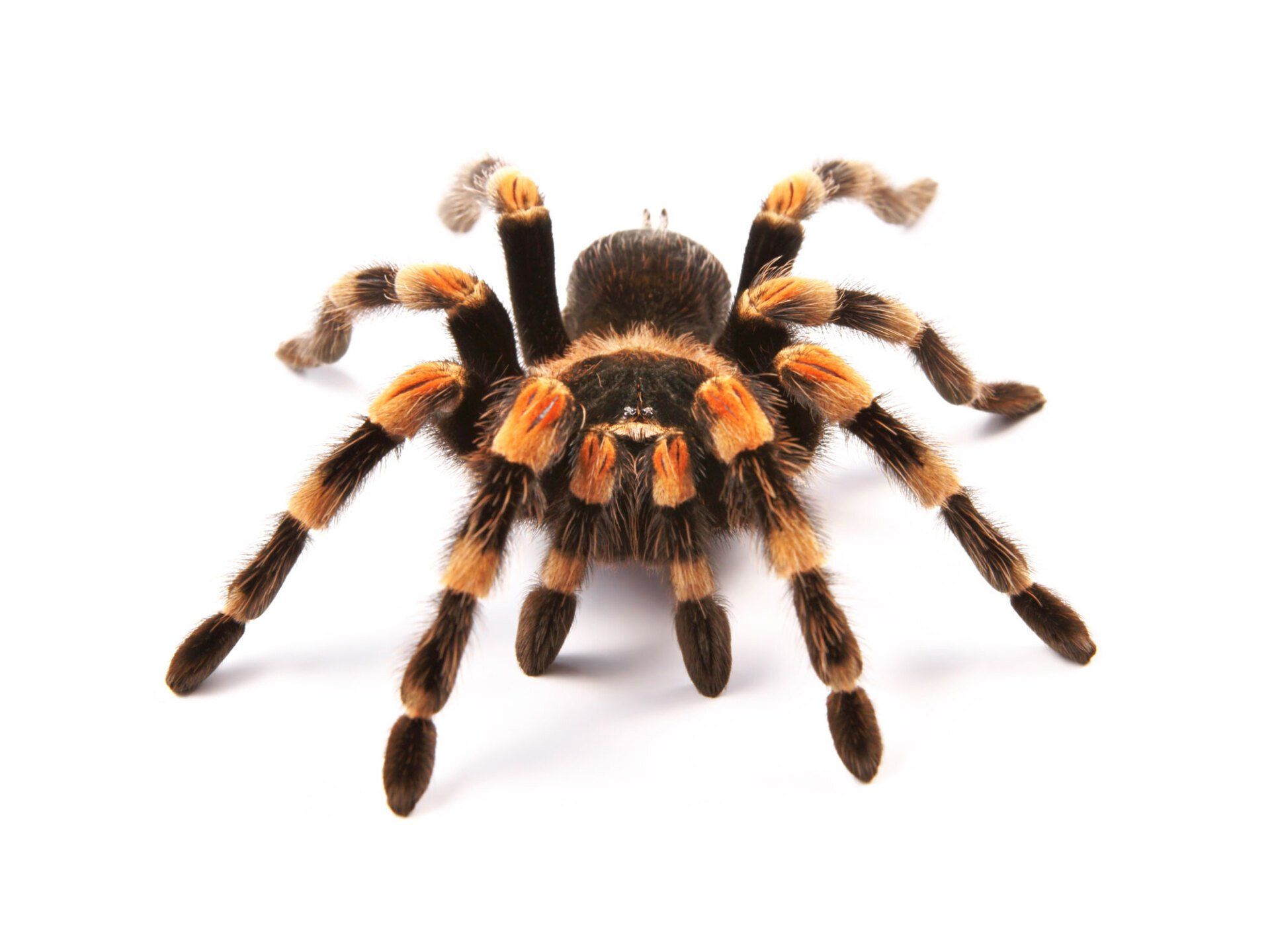 Tarantula — Natick, MA — Pet World