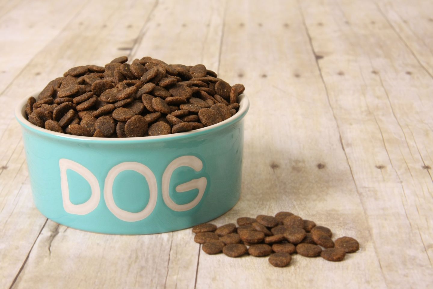 Dog Food — Natick, MA — Pet World Dog Food — Natick, MA — Pet World