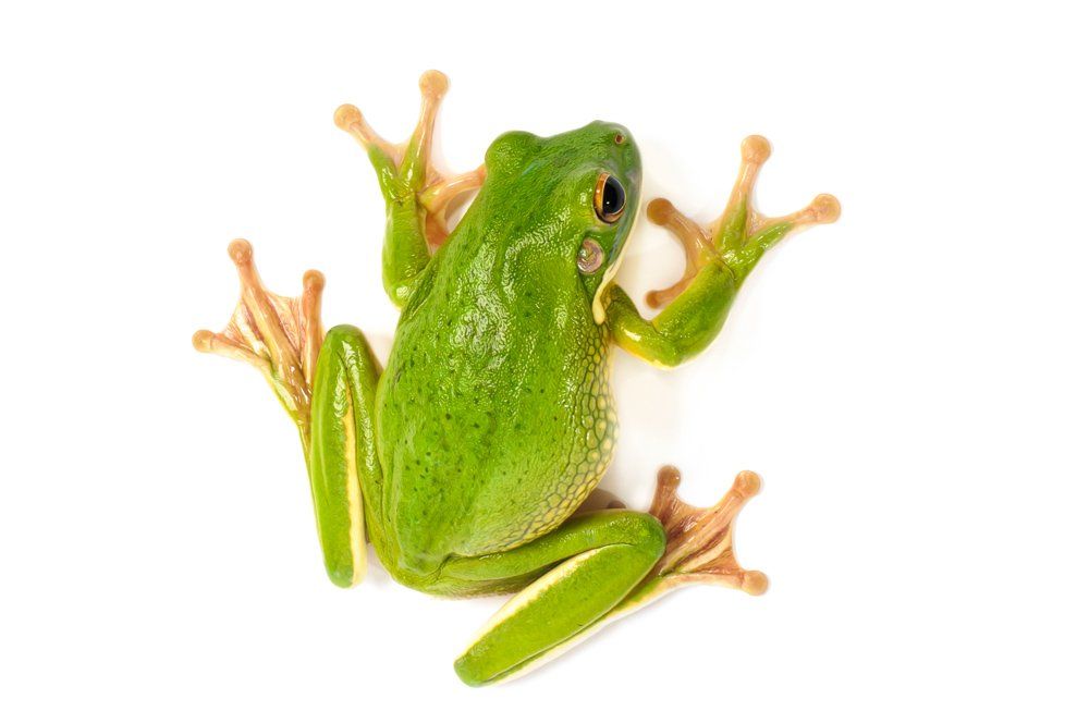 White’s Tree frogs — Natick, MA — Pet World