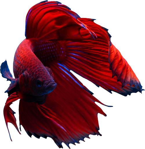 Betta Fish — Natick, MA — Pet World Betta Fish — Natick, MA — Pet World