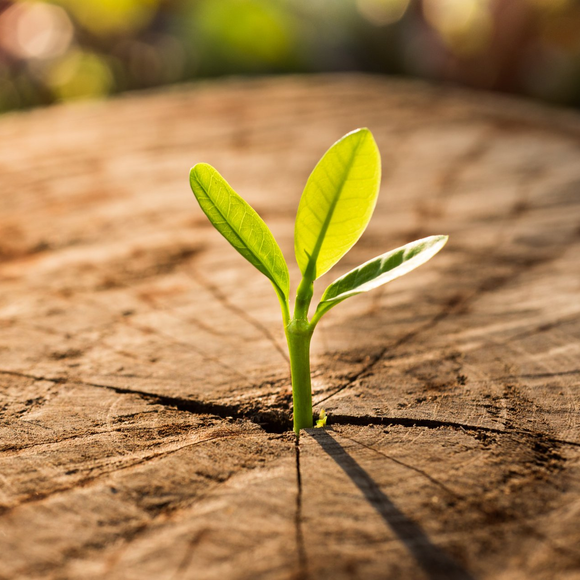 A vibrant green seedling sprouts from a crack in a weathered, circular wooden tree stump under soft, natural lighting.
