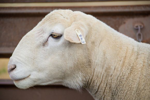 Sheep