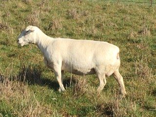 Baby lamb