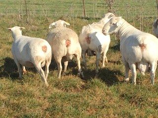 Back of lambs