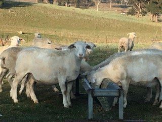 Drinking lamb