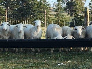 Lamb in cage