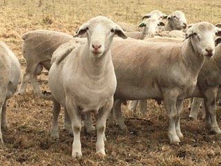 Lamb