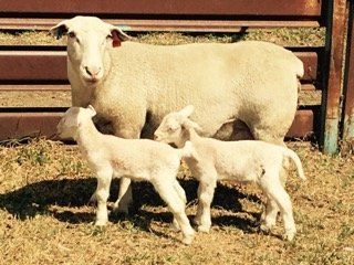 Mother lamb and child