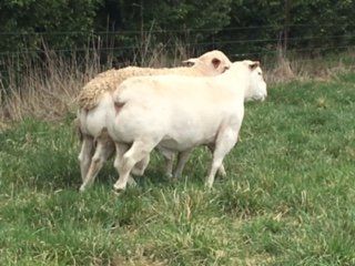 Running lamb