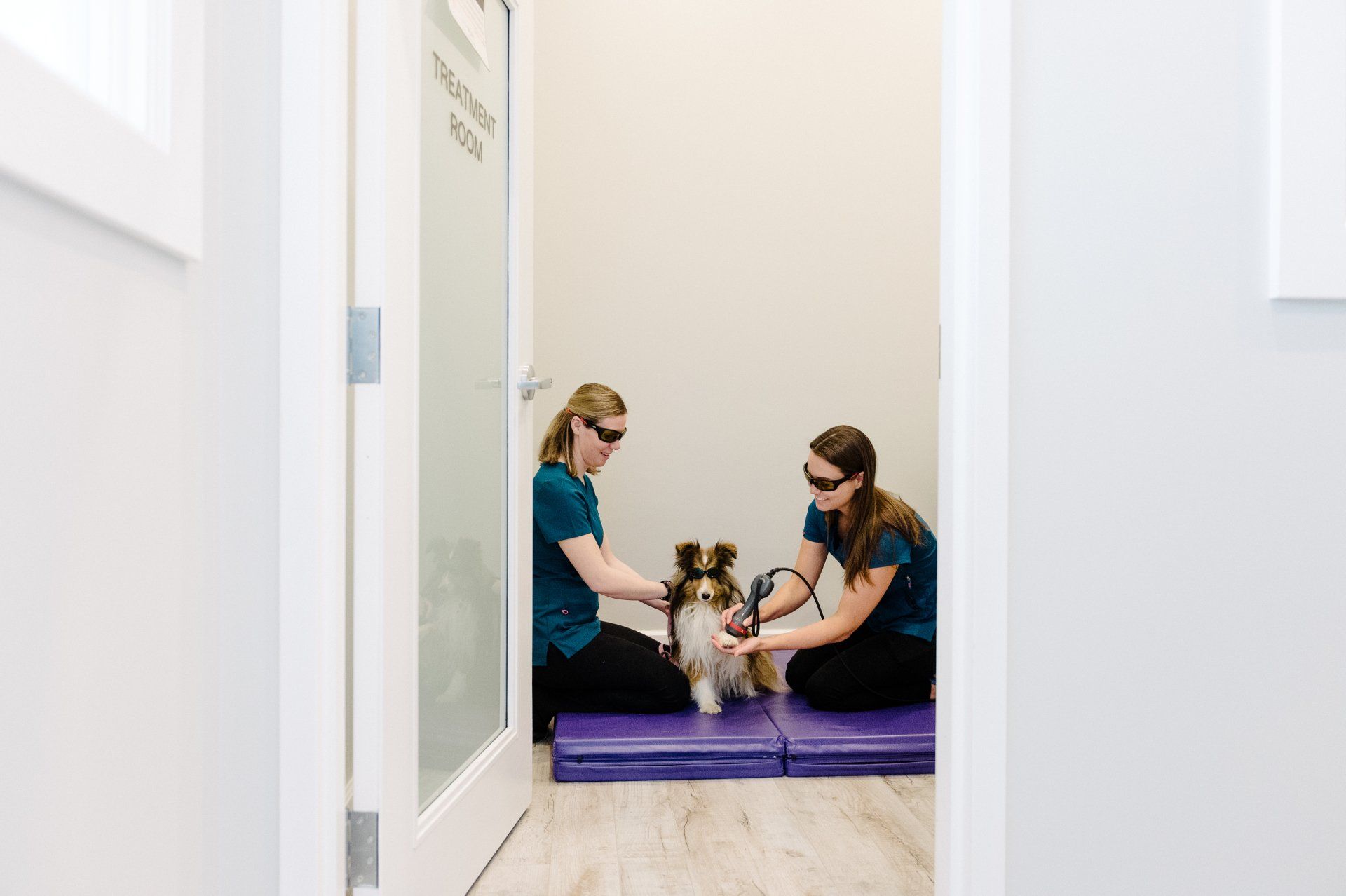 Sheltie wearing goggles and receiving laser therapy
