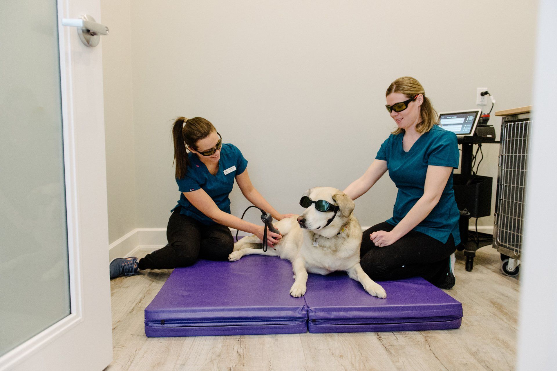 Mixed breed dog wearing goggles and receiving laser therapy.