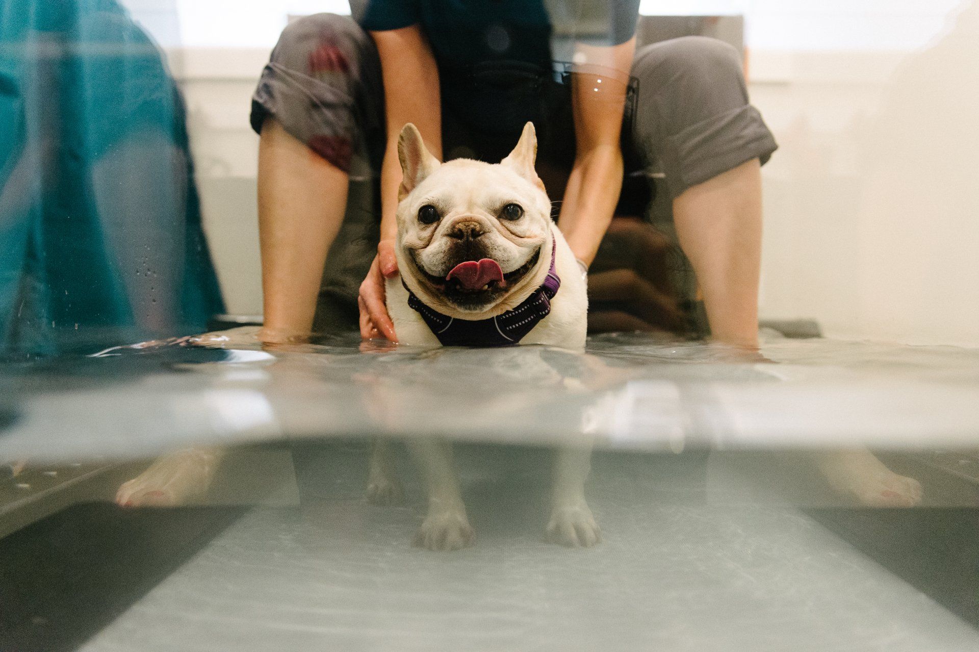 Frenchie in the Underwater Treadmill