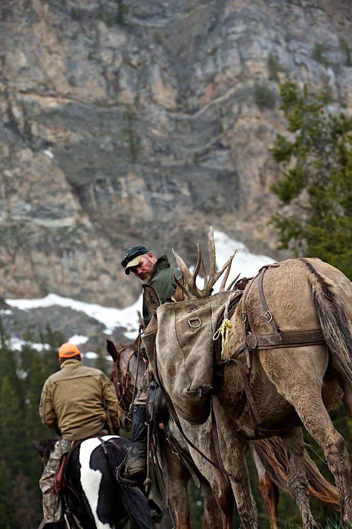 Hunting guide working with horses in the mountains.