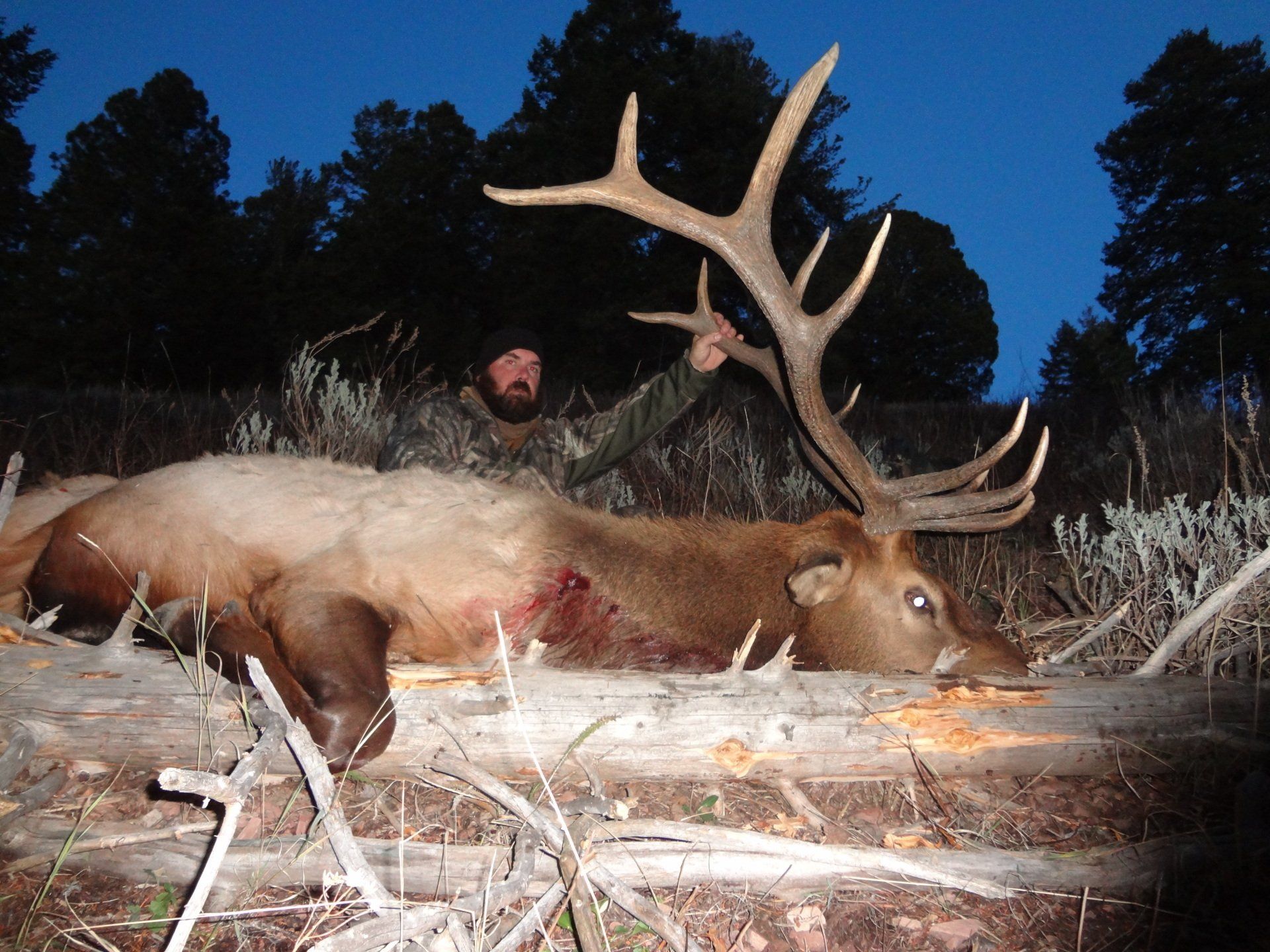 Man kneels beside a large elk lying on log in a forest at dusk. Elk has large antlers.