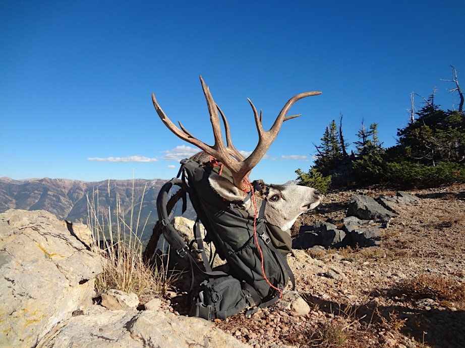 Deer head and antlers resting on a backpack, set against a mountain and blue sky.