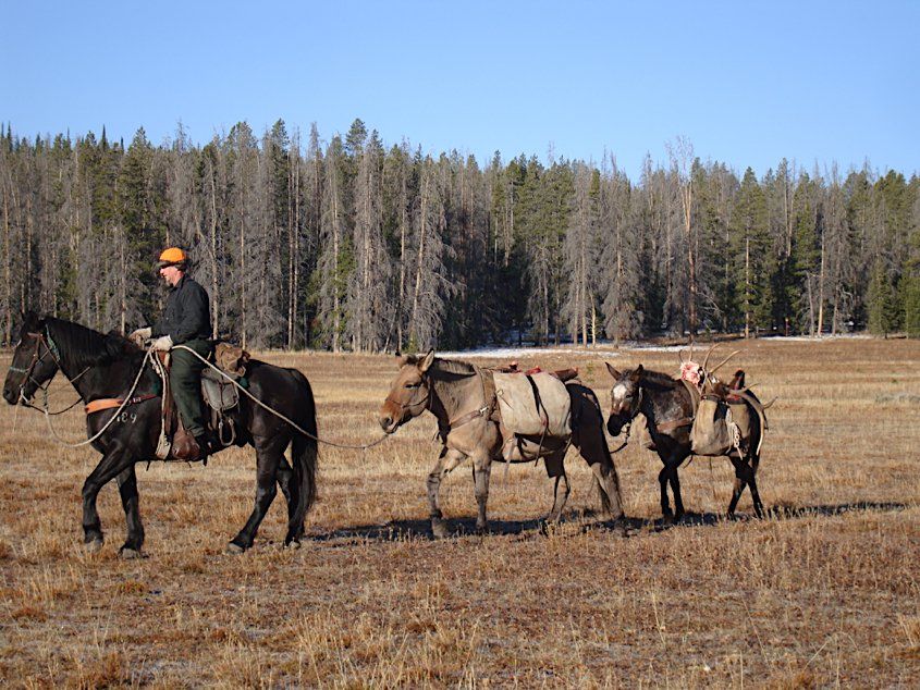 Person on black horse leads pack mules through a field with forest in background.