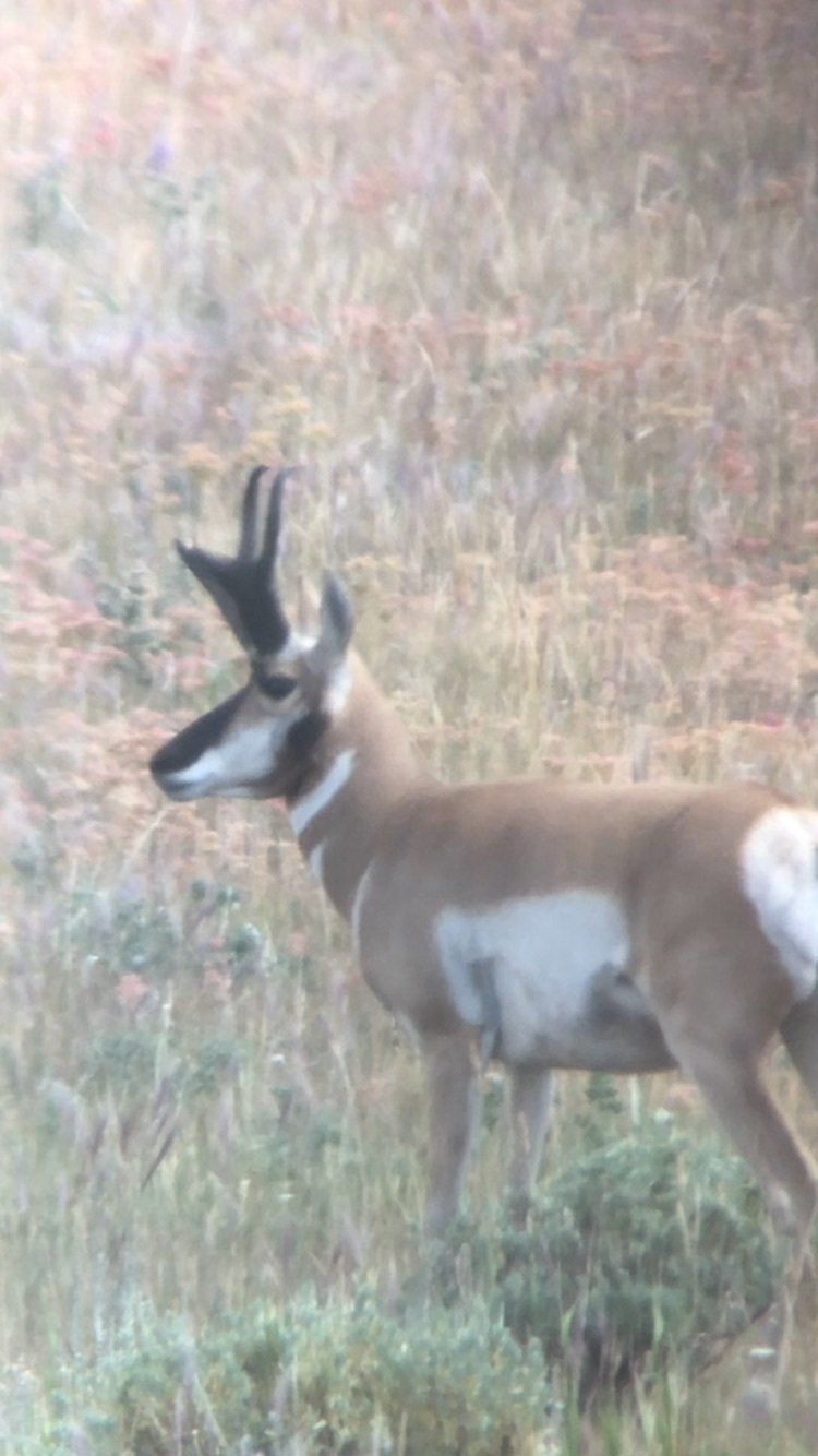 A deer with antlers is standing in a field of tall grass.