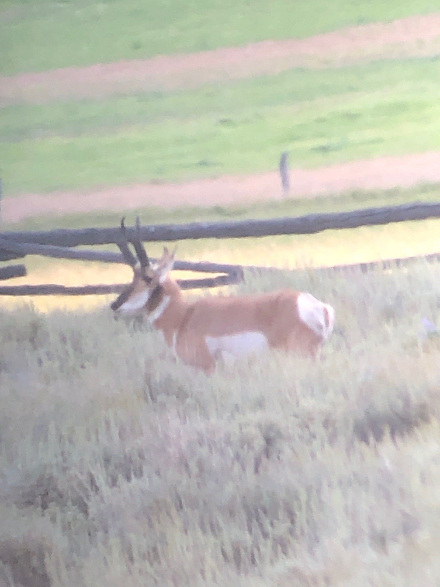 A deer is standing in a field with a barbed wire fence in the background