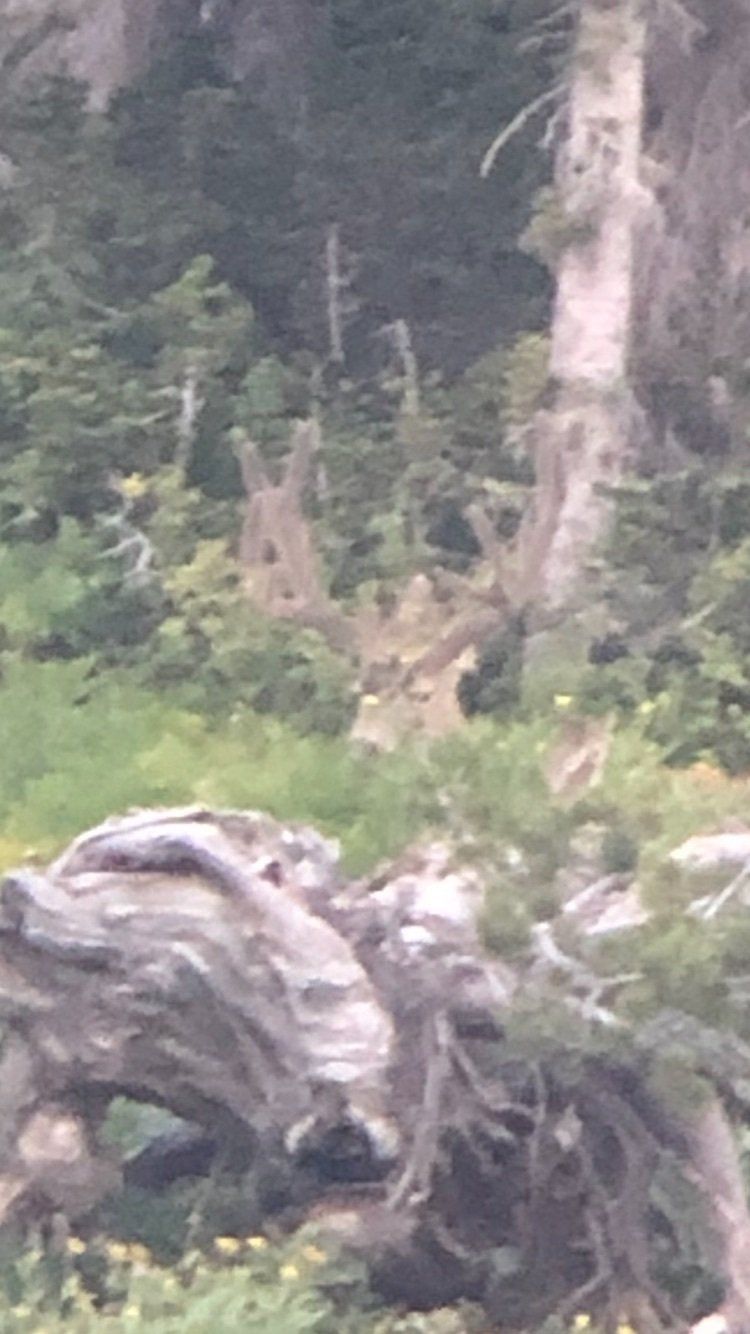 A close up of a tree trunk in the middle of a forest.