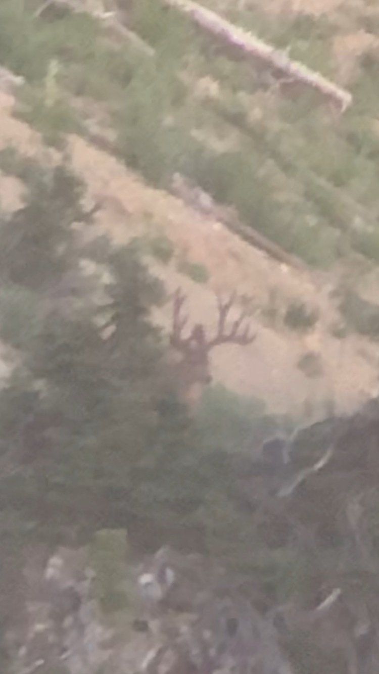 An aerial view of a moose standing on top of a hill.