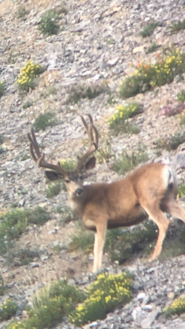 A deer is standing on top of a rocky hillside.
