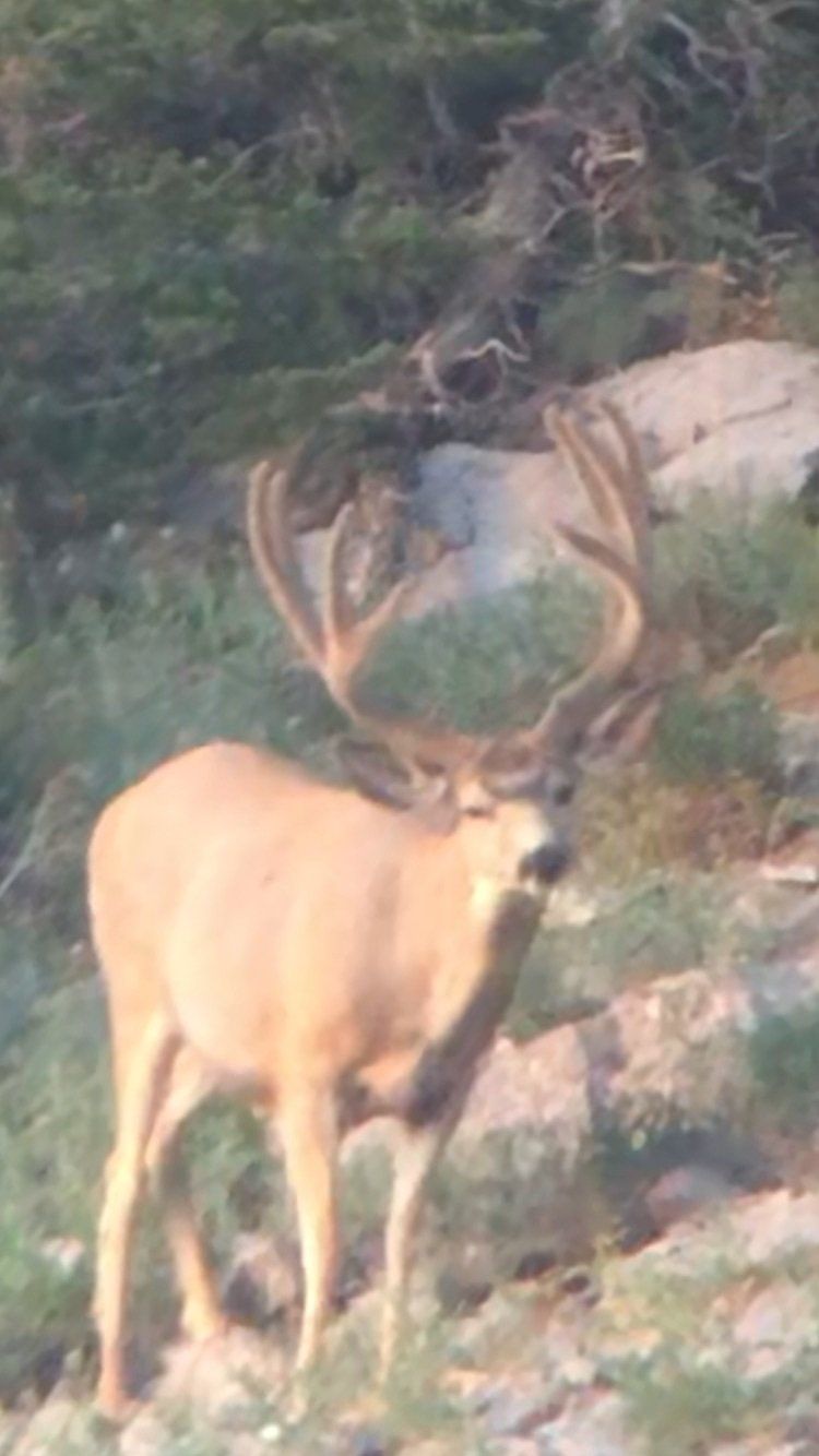 A deer with large antlers is standing on a rocky hillside.
