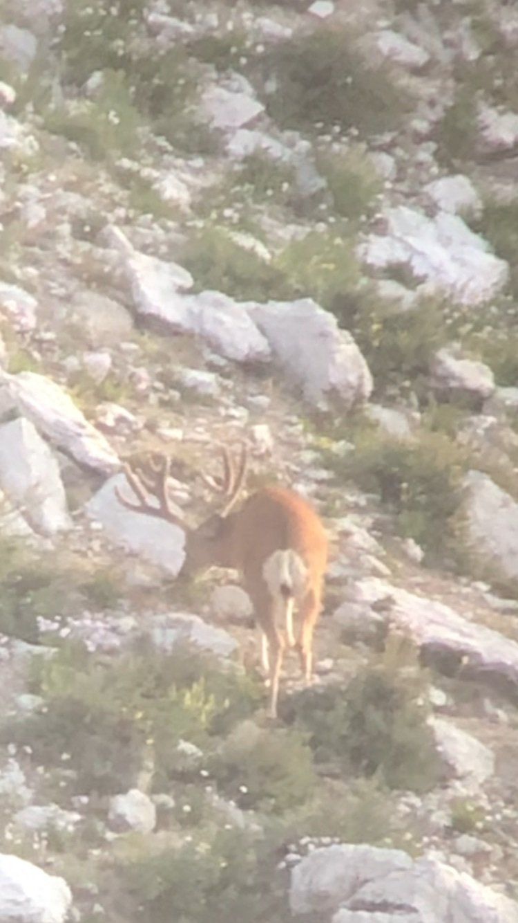 A deer with antlers is standing on a rocky hillside.